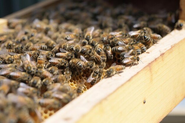 Zdjęcie zbliżenie ula z pszczołami wchodzącymi i wychodzącymi