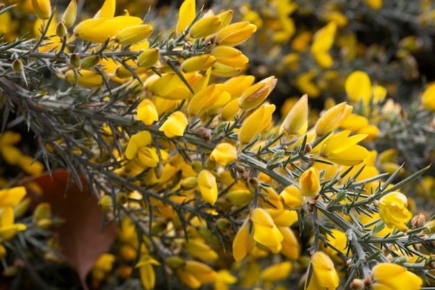 Zbliżenie ulex europaeus znanego jako krzew kolcolisty z małymi jasnożółtymi kwiatami
