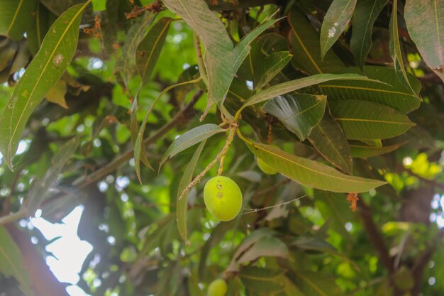 Zbliżenie uprawy Mango wiszące na drzewie Mango Mangifera indica Świeże owoce na drzewie