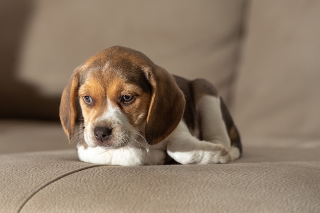 Zbliżenie uroczego brązowego szczeniaka rasy beagle siedzącego na kanapie