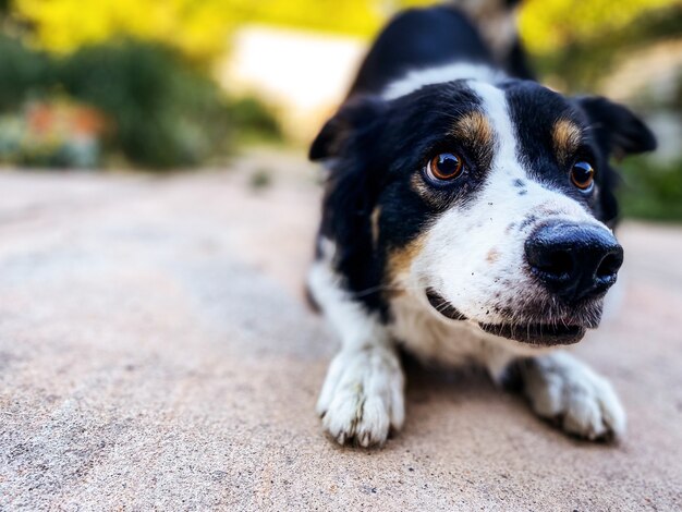 Zbliżenie Uroczego Psa Rasy Border Collie