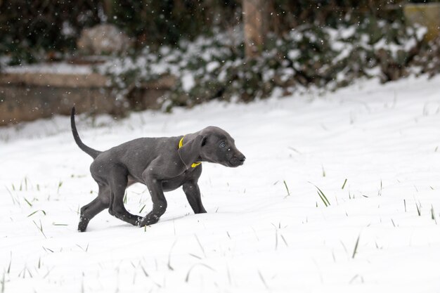 Zbliżenie uroczego szczeniaka wyżeł weimarski na zewnątrz w śnieżną pogodę