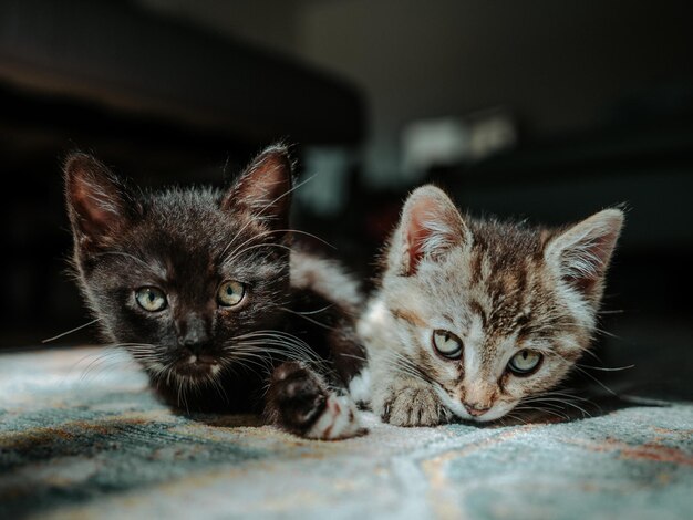 Zdjęcie zbliżenie uroczych kociaków leżących na dywanie w domu