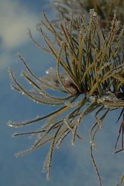 Zdjęcie zbliżenie uschłej rośliny w zimie