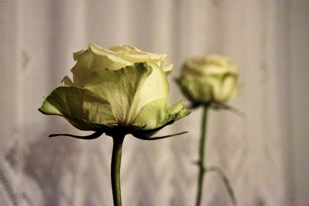 Zdjęcie zbliżenie uschłej suchej białej róży