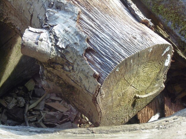 Zdjęcie zbliżenie uszkodzonego drzewa
