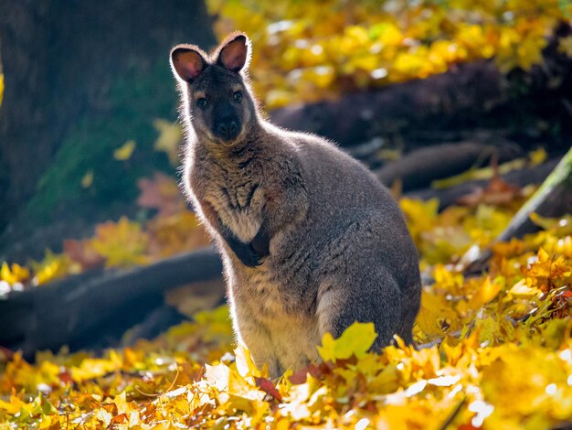 Zdjęcie zbliżenie wallaby