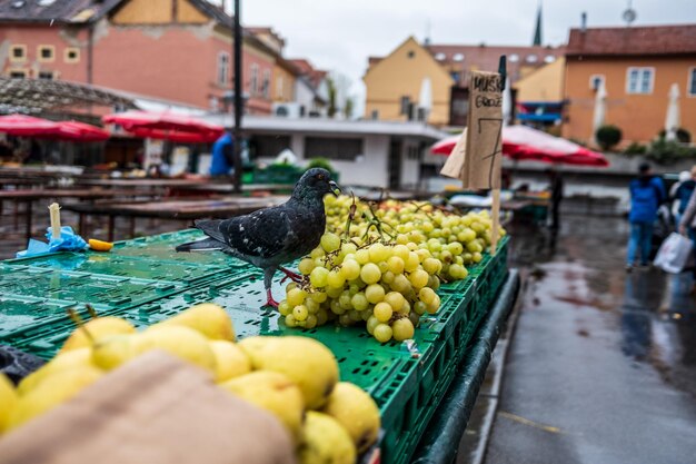 Zdjęcie zbliżenie warzyw na sprzedaż na targu