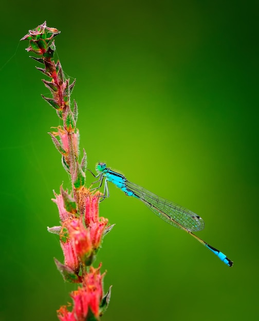 Zbliżenie ważki Niebieski ogoniasty damselfly