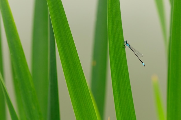 Zbliżenie ważki Niebieski ogoniasty damselfly