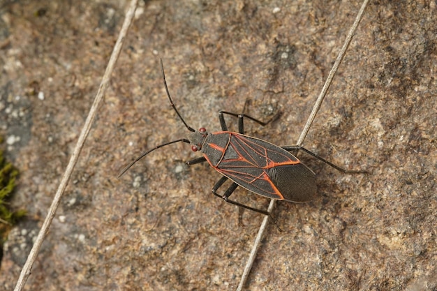 Zbliżenie western boxelder bug, Boisea rubrolineata, w wąwozie rzeki Columbia, Oregon