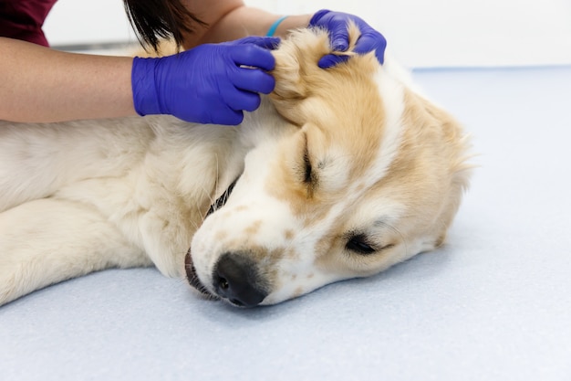 Zbliżenie weterynarz sprawdza ucho Środkowo-azjatycki pasterski pies