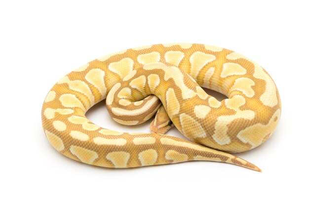 Zdjęcie zbliżenie węża na białym tle