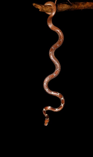 Zdjęcie zbliżenie węża na czarnym tle