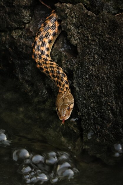 Zdjęcie zbliżenie węża na skale