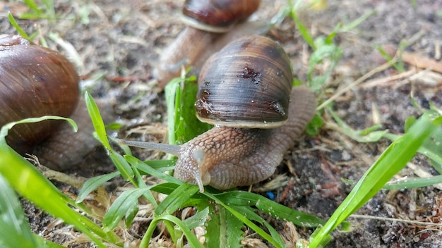 Zdjęcie zbliżenie węża