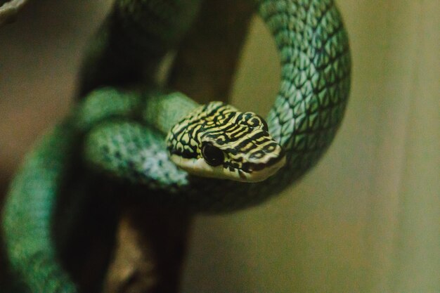 Zdjęcie zbliżenie węża