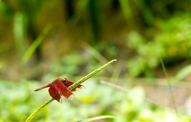 Zbliżenie Widok Czerwony Cedzakowy Lub Firecracker Dragonfly.