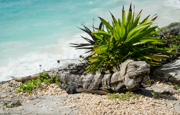 Zbliżenie Widok Iguana W Tulum Plaży, Meksyk