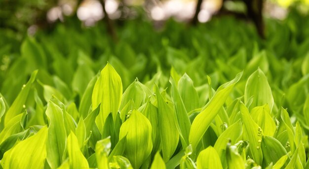 Zbliżenie widok kolorowych zielonych liści w ogrodzie Deer Lake Park