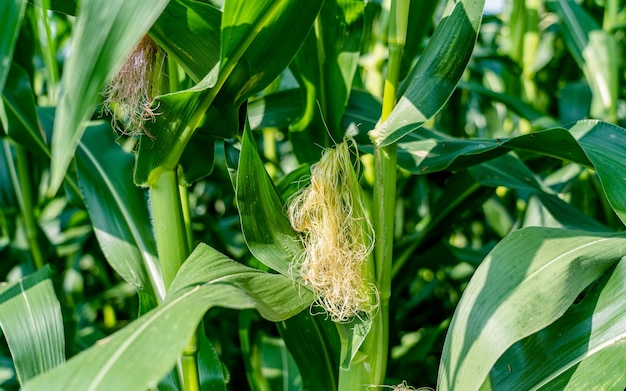 zbliżenie widok kukurydzy na gruntach rolnych