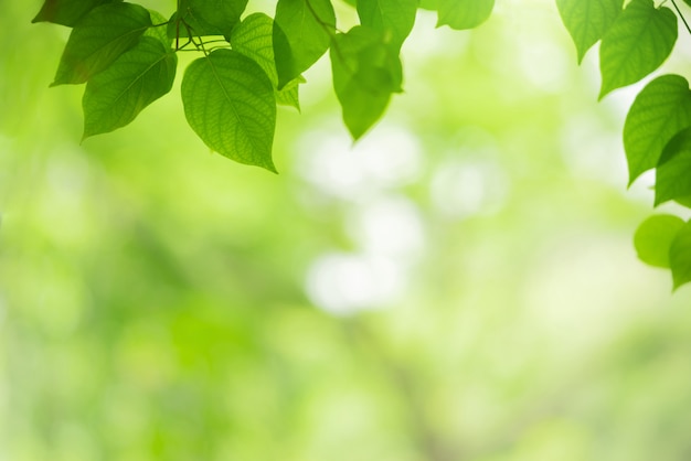 Zbliżenie widok naturalny zielony liścia kolor pod światła słonecznego tłem