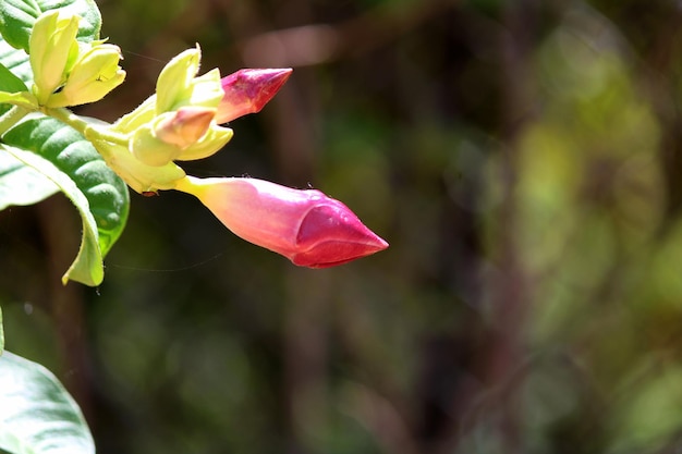 Zbliżenie widok pąków kwiatowych Allamanda blanchetii