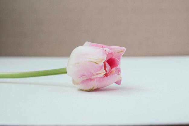 Zbliżenie widok piękny różowy pojedynczy tulipan