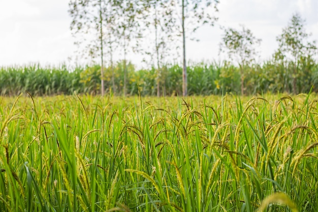 Zbliżenie widok ryżowy irlandczyk w ryżowych tarasach Tajlandia