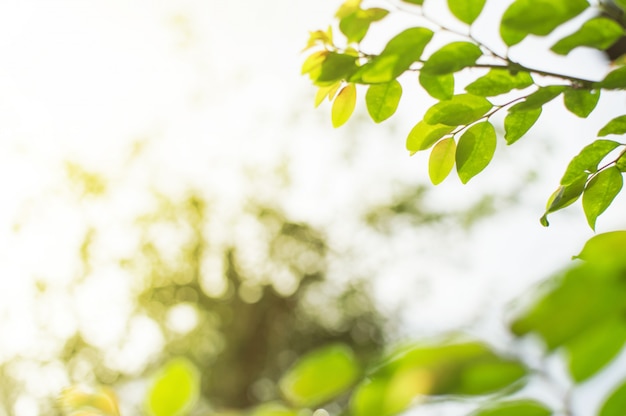 Zbliżenie Widoku Liście Są Zieleni Z Tłem Zamazującym. Kółko-kształtna Bokeh Natura I Su