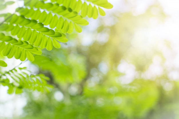 Zdjęcie zbliżenie widoku liście są zieleni z tłem zamazującym. kółko-kształtna bokeh natura i su