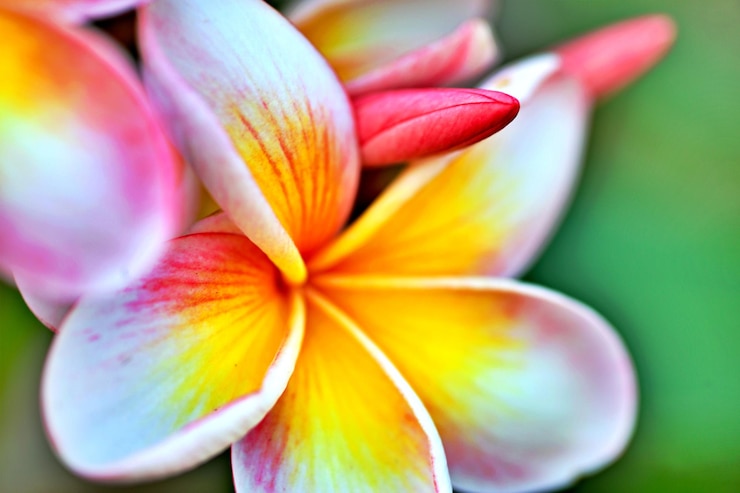 Zdjęcie zbliżenie wielokolorowego kwiatu frangipani