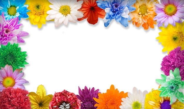 Zdjęcie zbliżenie wielokolorowych kwiatów na białym tle
