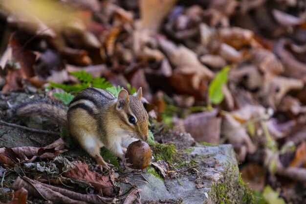 Zdjęcie zbliżenie wiewiórki jedzącej orzechy