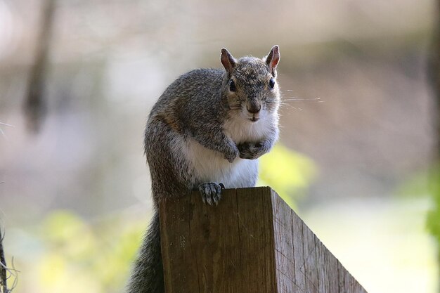 Zdjęcie zbliżenie wiewiórki na drewnianym słupie