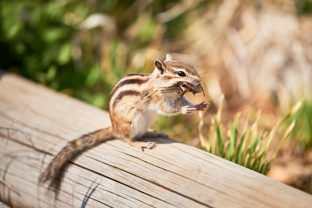 Zdjęcie zbliżenie wiewiórki na drewnie