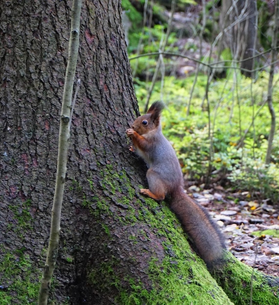 Zbliżenie wiewiórki na pniu drzewa