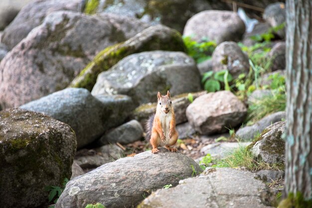 Zdjęcie zbliżenie wiewiórki na skale