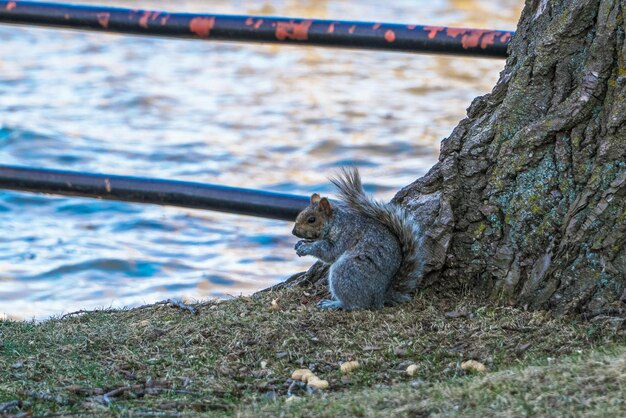 Zdjęcie zbliżenie wiewiórki na skale