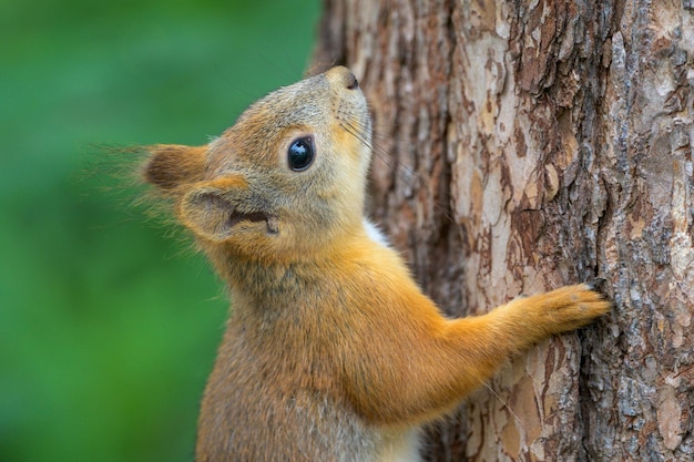 Zbliżenie wiewiórki wspinającej się na drzewo