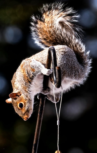 Zdjęcie zbliżenie wiewiórki