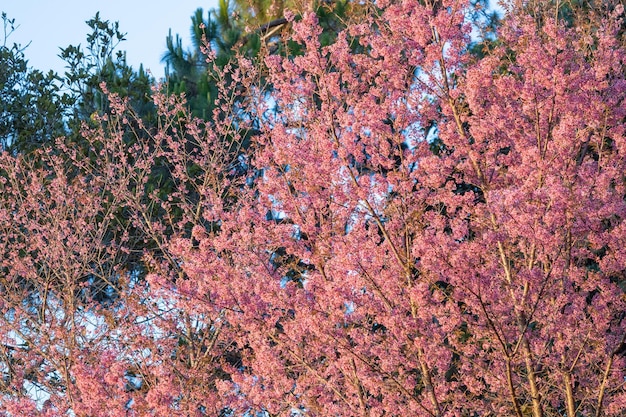 Zbliżenie Wild Himalayan Cherry Prunus cerasoides lub tajski sakura kwiat