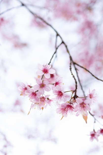 Zbliżenie Wild Himalayan Cherry Prunus cerasoides lub tajski sakura kwiat