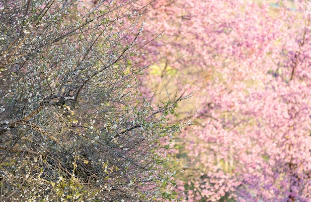 Zbliżenie Wild Himalayan Cherry Prunus cerasoides lub tajski sakura kwiat