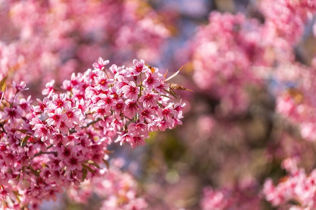 Zbliżenie Wild Himalayan Cherry Prunus cerasoides lub tajski sakura kwiat