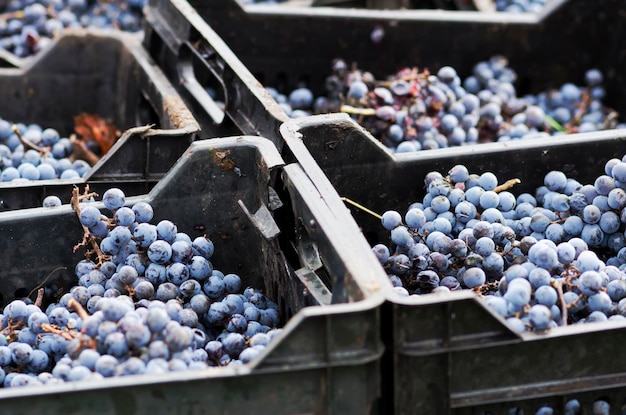 Zdjęcie zbliżenie winogron przeznaczonych do sprzedaży na rynku