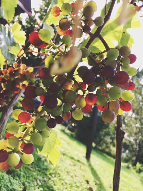 Zdjęcie zbliżenie winogron rosnących na drzewie