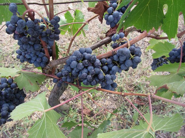 Zdjęcie zbliżenie winogron rosnących na winnicy