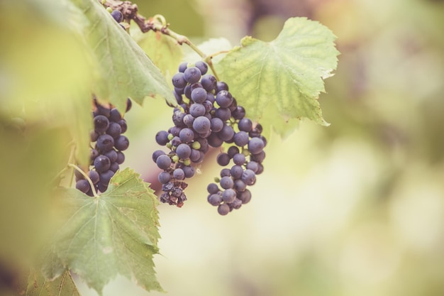 Zdjęcie zbliżenie winogron rosnących na winnicy
