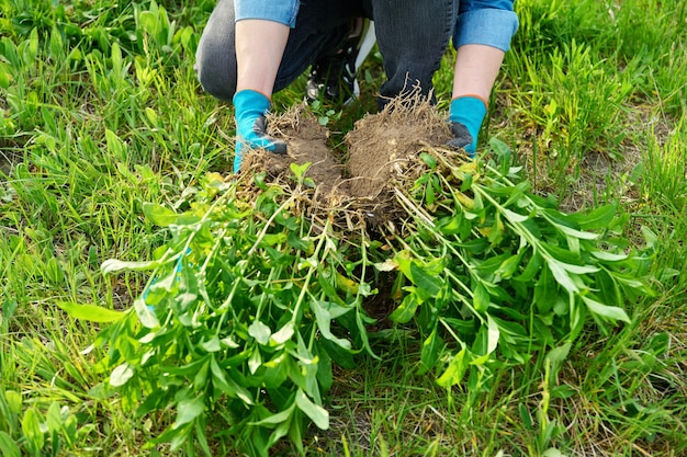 Zbliżenie wiosennego podziału i sadzenia krzewu floks paniculata